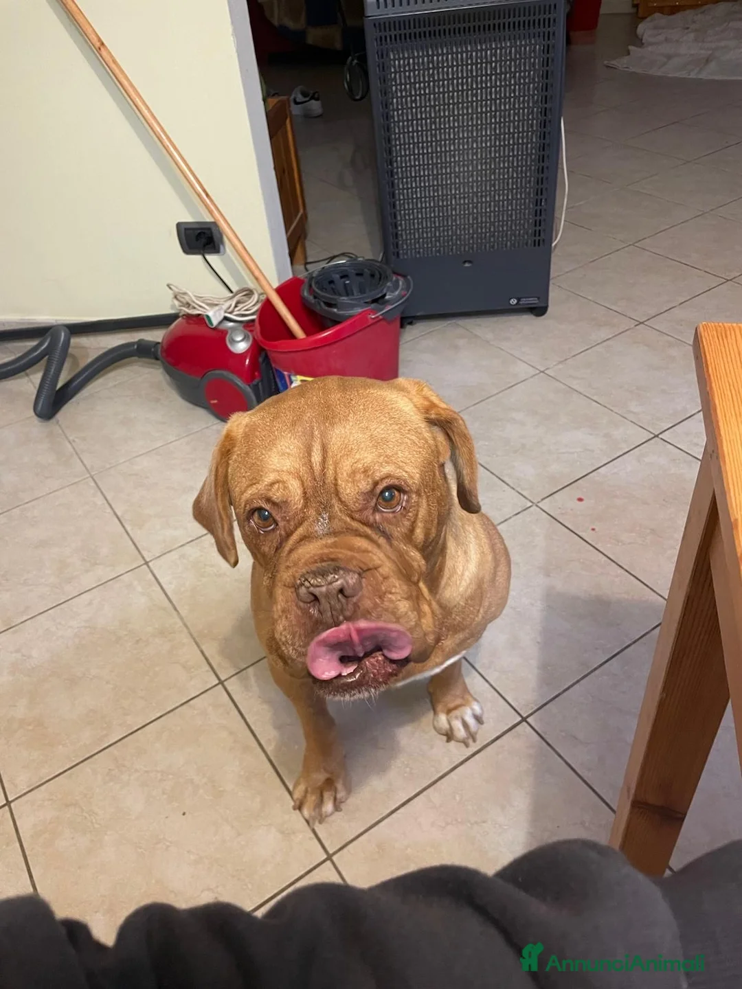 Dogue de Bordeaux cani in regalo: cane di taglia medio/grande a Provincia di Pesaro e Urbino - Annuncio 2