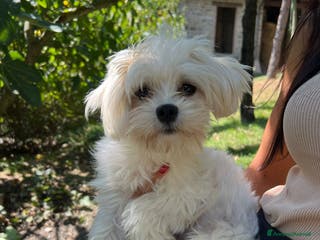 Meticcio cani Maltipoo - Annuncio 11