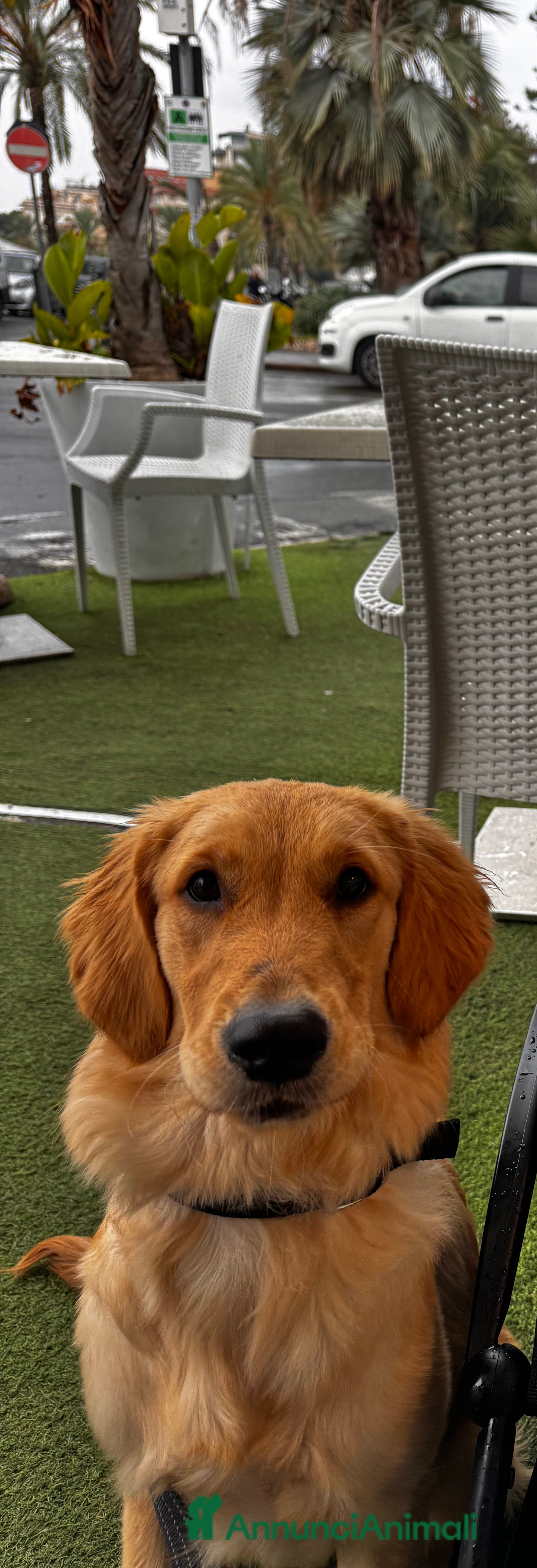 Golden Retriever cani Golden retriver  - Annuncio 6