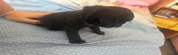 Carlino cani in vendita: Cucciolo di carlino con pedigree prestigioso  a Città metropolitana di Roma Capitale - Annuncio 5