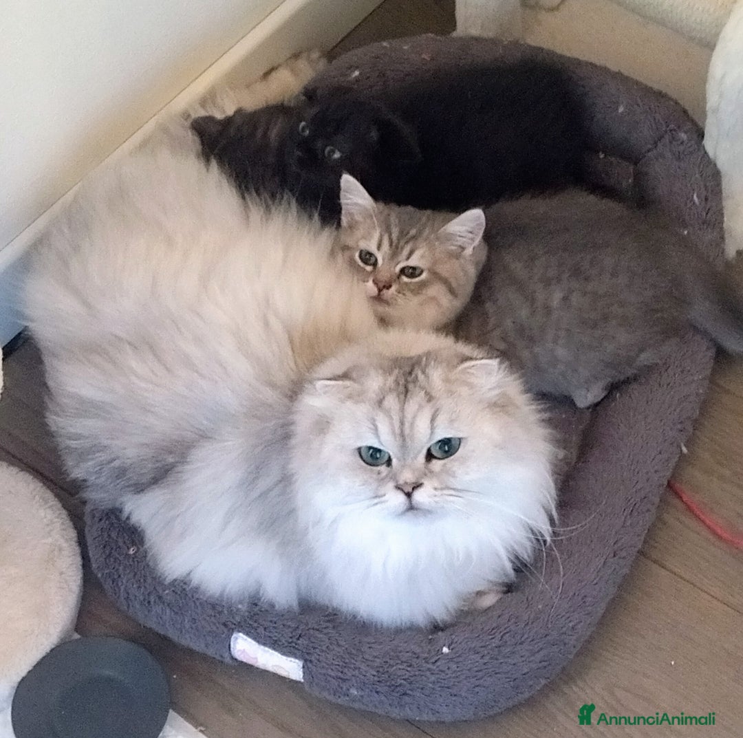 Scottish gatti in vendita: Gattini Scottish fold e straight  - Annuncio 11