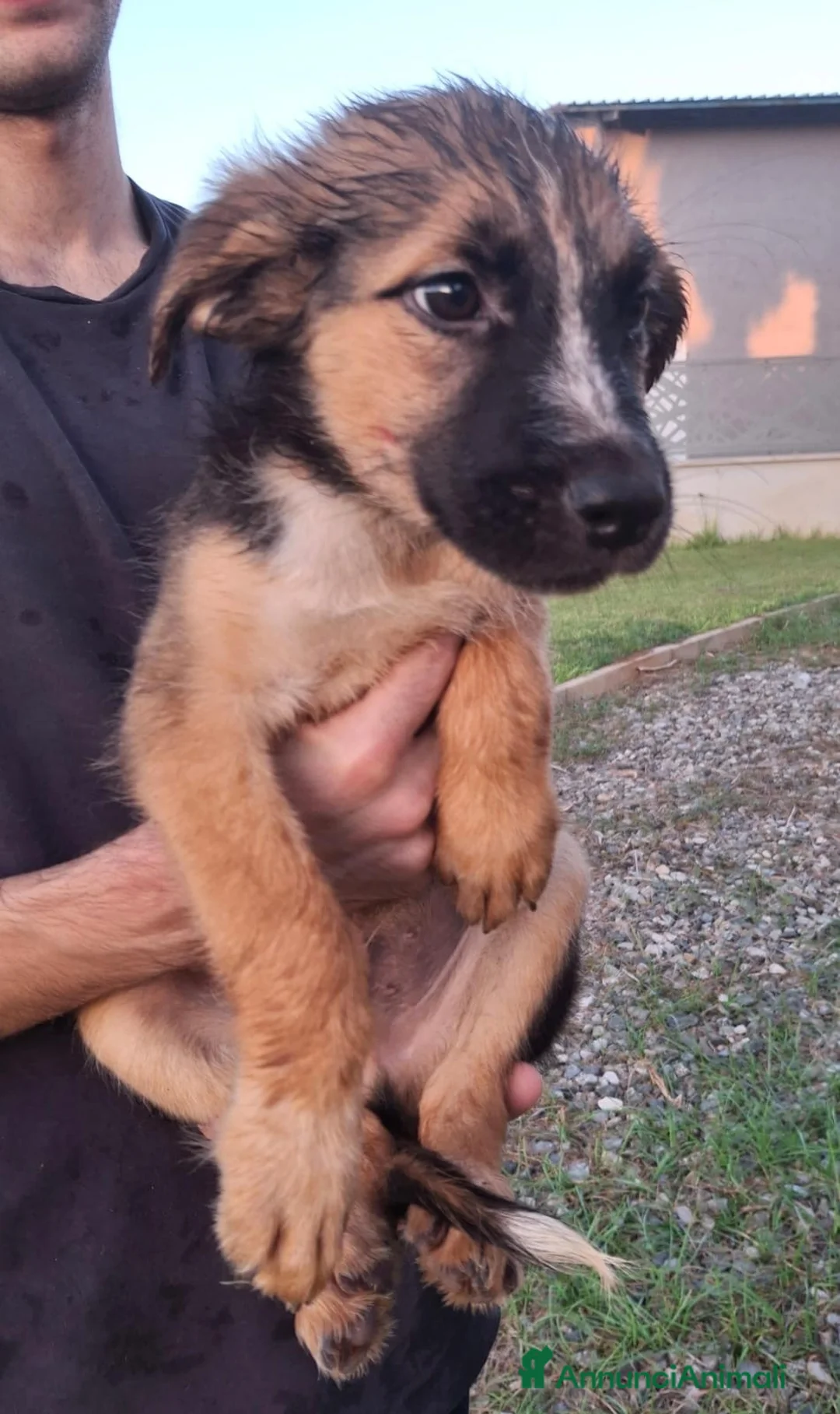 Meticcio cani in regalo: TITO 💙 piccolo esploratore cerca casa - Annuncio 5