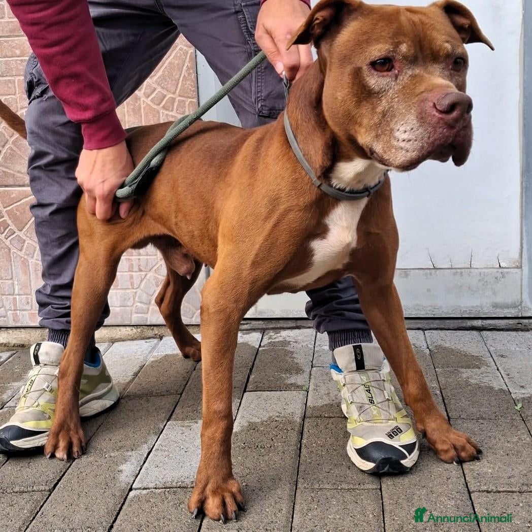 Meticcio cani CIOCCOLATINO PIT ATTEMPATO - Annuncio 4