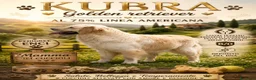 Golden Retriever cani in vendita: Golden retriever con pedigree ENCI  - Annuncio 2