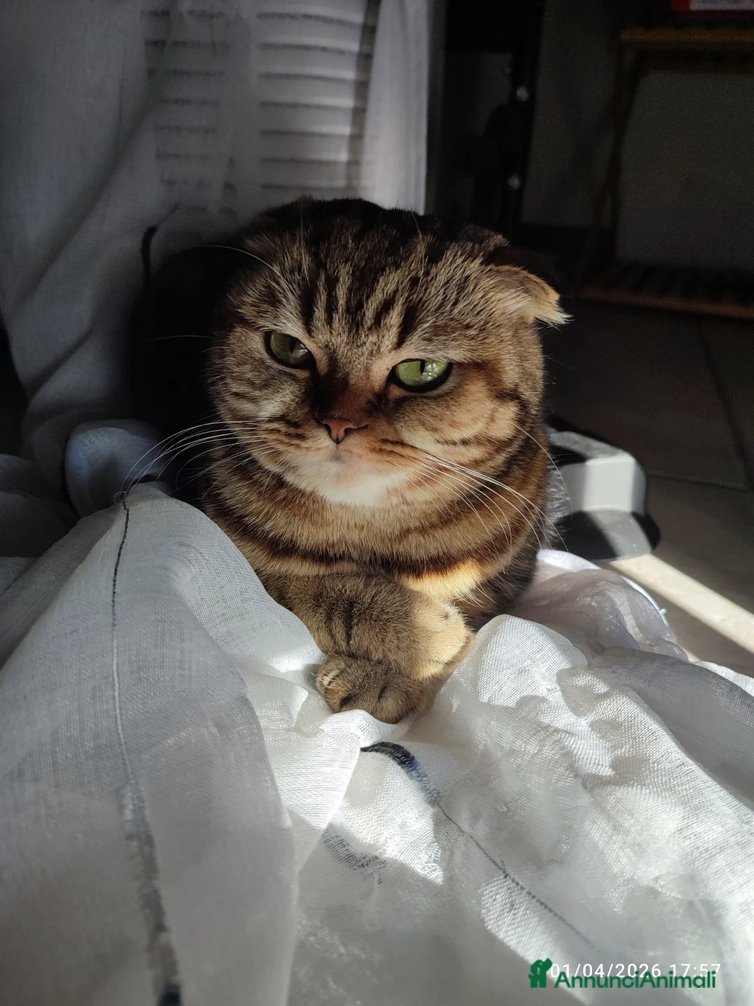 Altre razze gatti per accoppiamento:  Scottish fold  - Annuncio 2