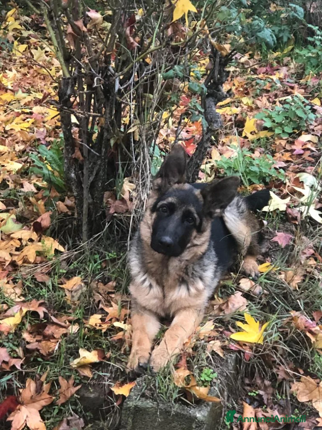 Immagine della galleria {{count}}