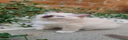 Ragdoll gatti in vendita: Cuccioli Gatti Ragdoll  - Annuncio 1