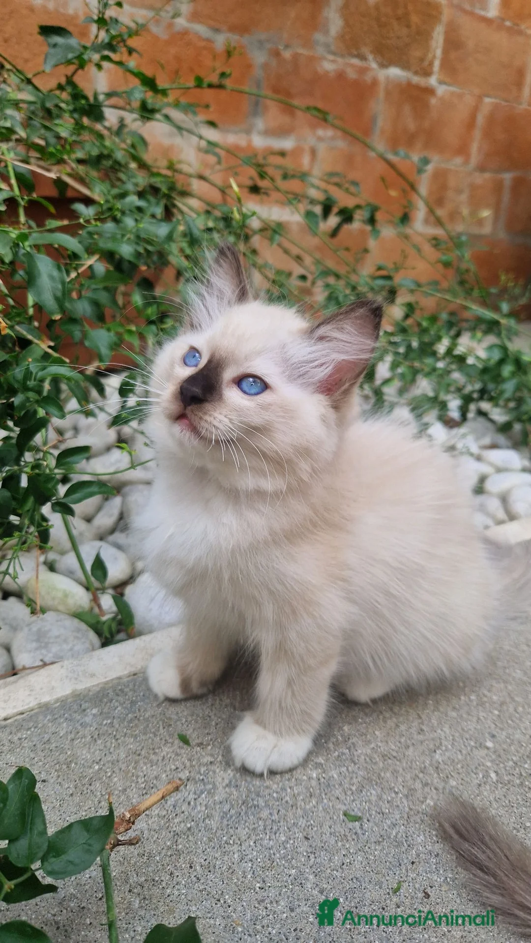 Ragdoll gatti in vendita: Cuccioli Gatti Ragdoll  - Annuncio 1