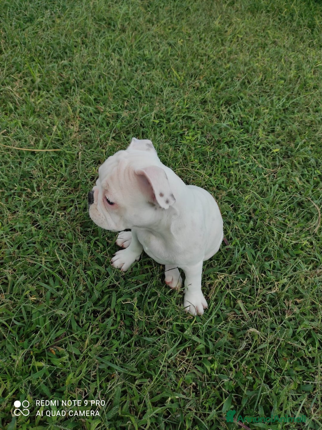 Bulldog Francese cani in vendita: Bulldog francese  - Annuncio 2