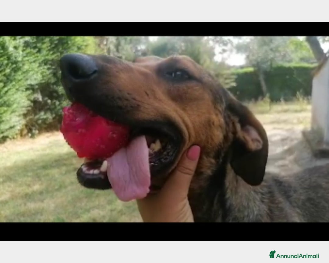 Segugio cani in regalo: 1 MIRACOLO X ROSY 3ANNI CON LEISHMANIA! ROMA a Milano - Annuncio 5