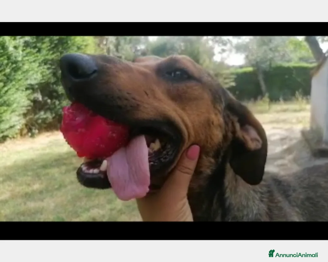 Segugio cani in regalo: 1 MIRACOLO X ROSY 3ANNI CON LEISHMANIA! ROMA a Milano - Annuncio 5