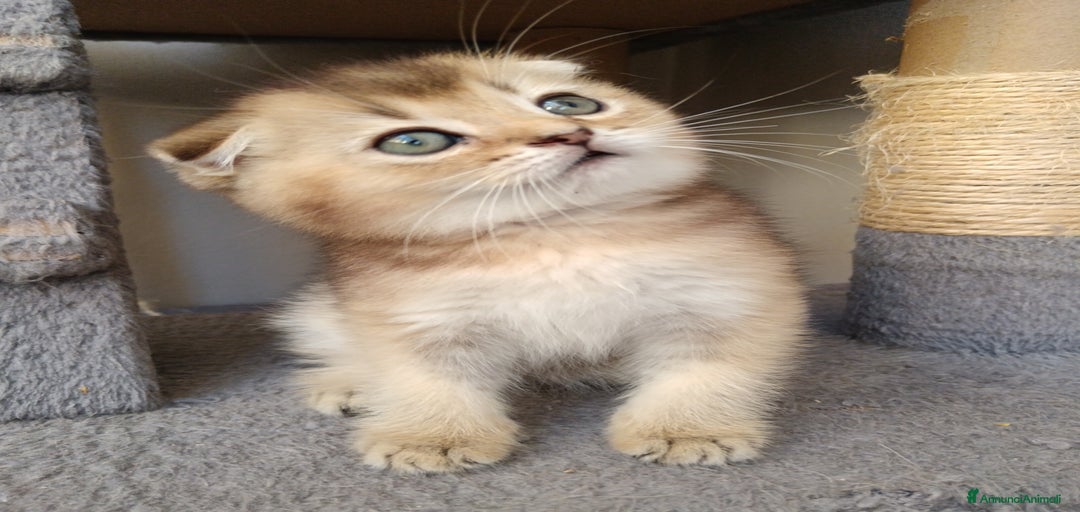 Immagine della galleria {{count}}