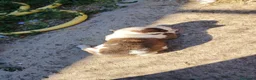 American Staffordshire cani in vendita: American Staffordshire terrier a Provincia di Benevento - Annuncio 13