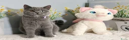 Scottish gatti in vendita: Scottish Straight occhi impari  - Annuncio 4