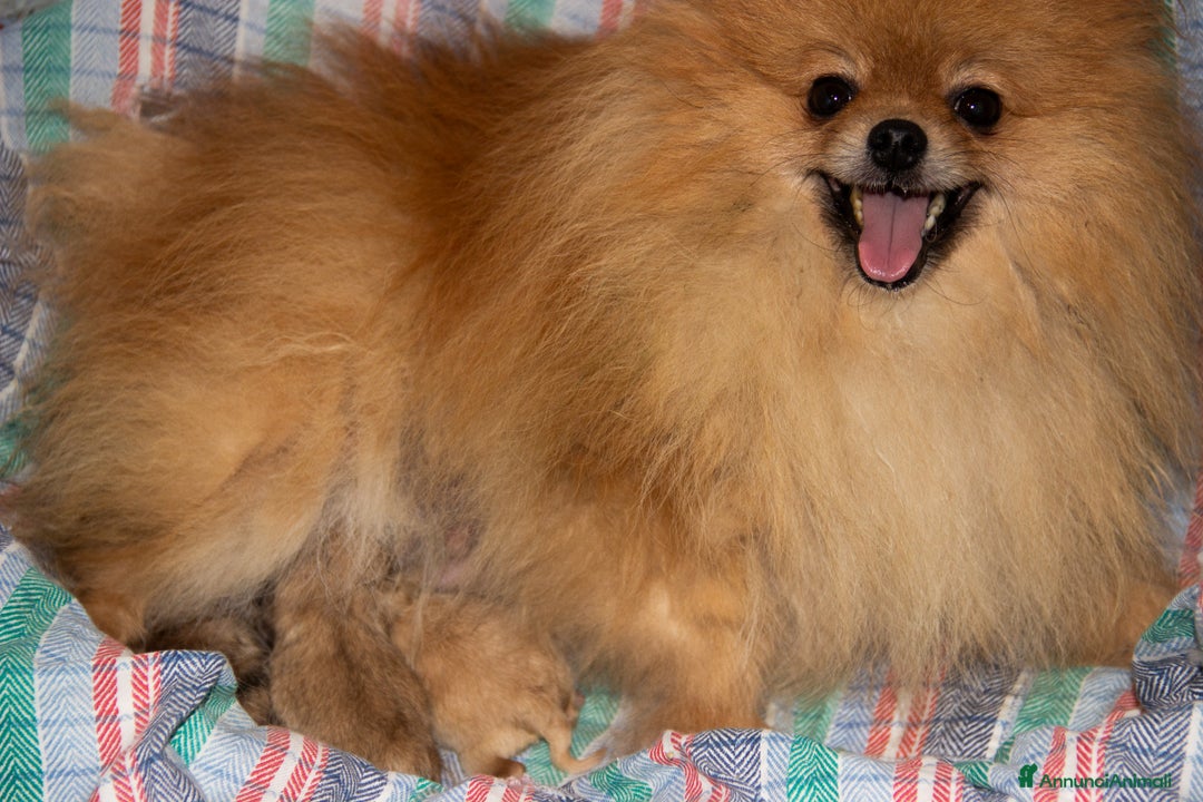 Volpino Pomerania cani in vendita: Cucciole di Spitz Pomerania nate il 7 giugno 2025 - Immagine 6