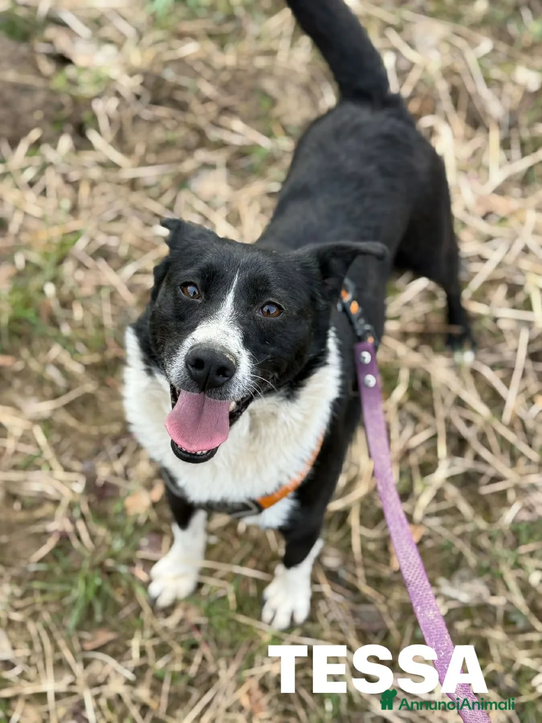 Meticcio cani in regalo: TESSA, bellissima coccolona in canile! - Annuncio 9