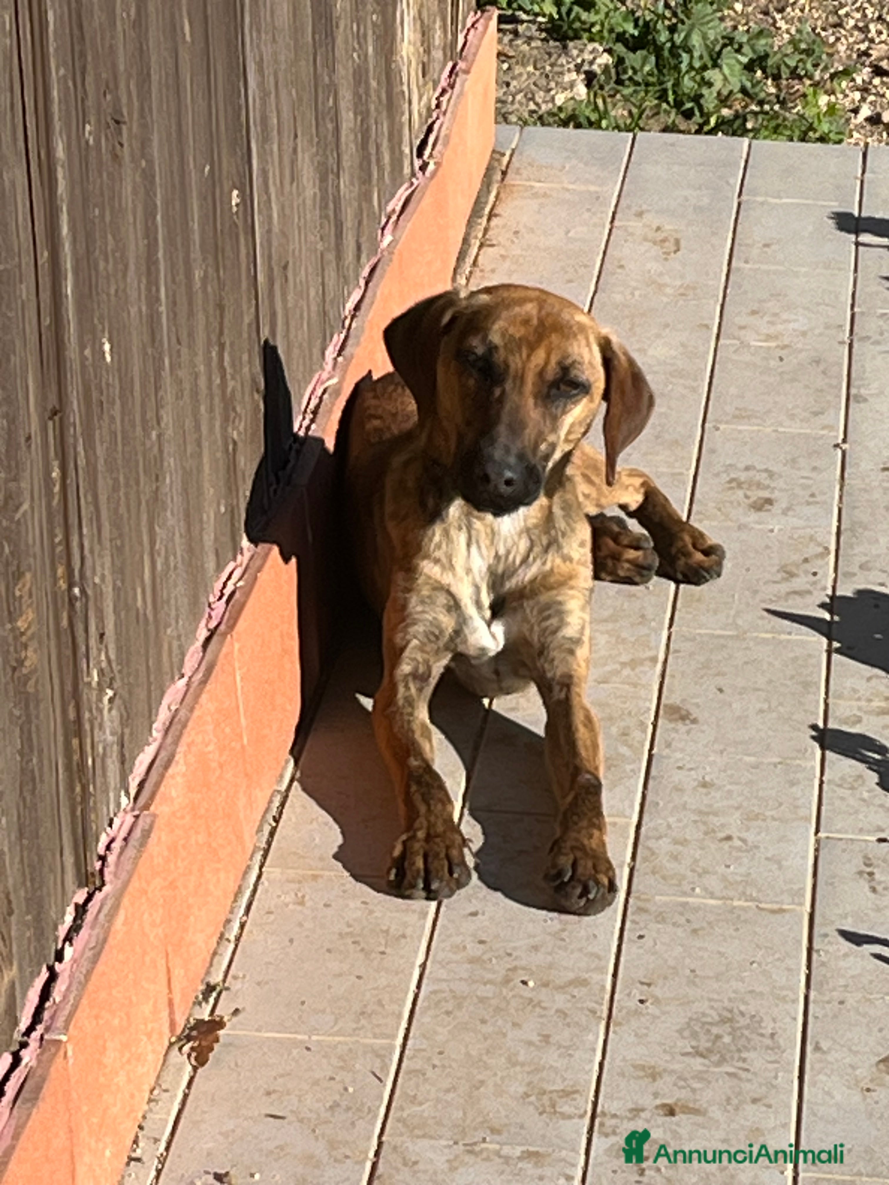 Meticcio cani Urbino, uno scricciolo in canile  - Annuncio 2