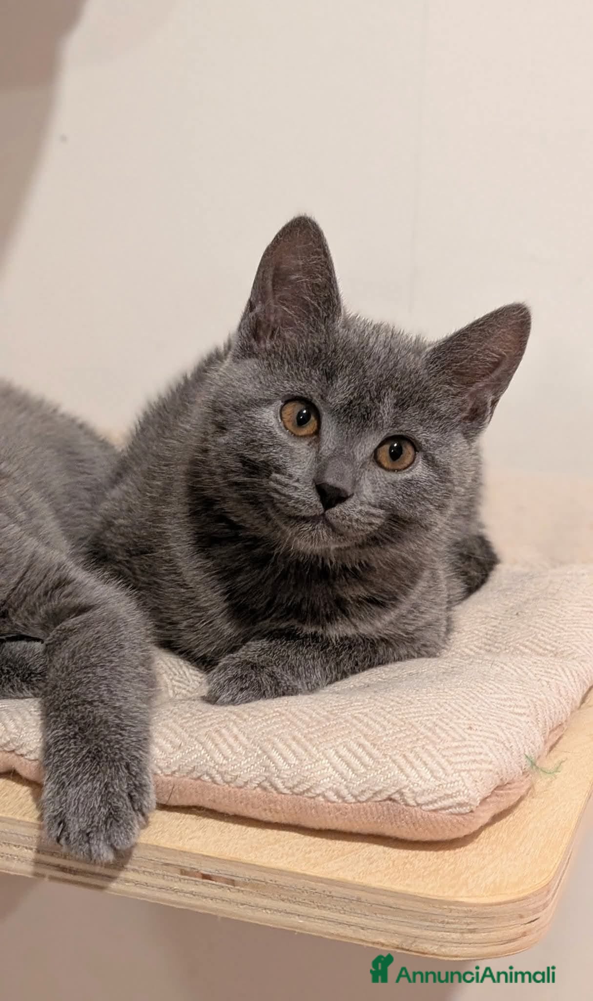 Certosino gatti Cuccioli alta genealogia... un sogno per Natale! - Annuncio 1