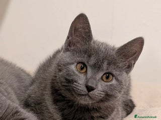 Certosino gatti Cuccioli alta genealogia... un sogno per Natale! - Annuncio 1