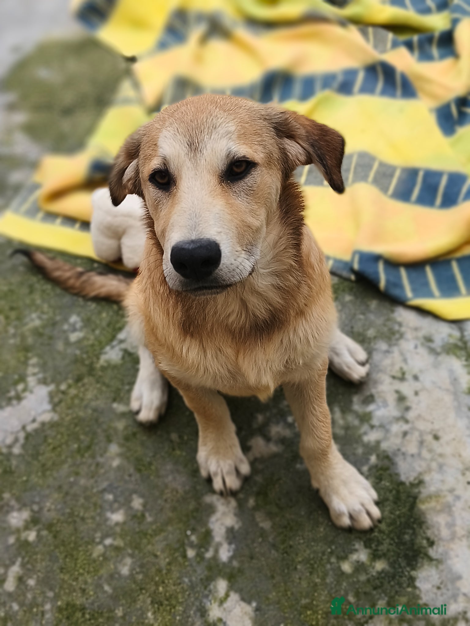 Meticcio cani Etna  - Annuncio 11