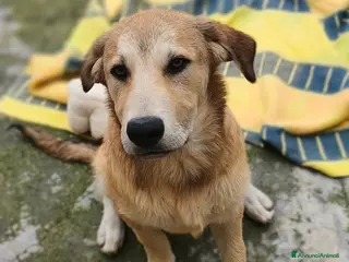 Meticcio cani Etna - Annuncio 11