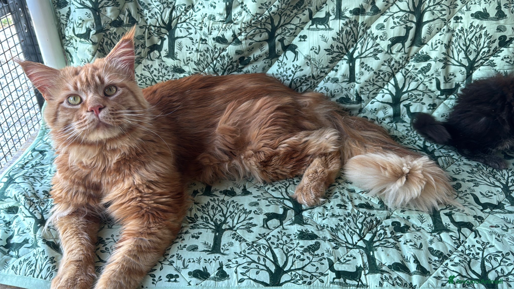 Maine Coon gatti in vendita: Cucciolo maine coon castano bellissimo  - Annuncio 17