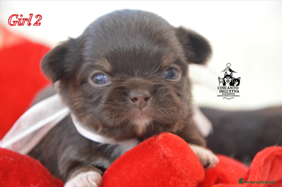 Chihuahua cani in vendita: Chihuahua linea russa pedigree Enci  - Annuncio 4