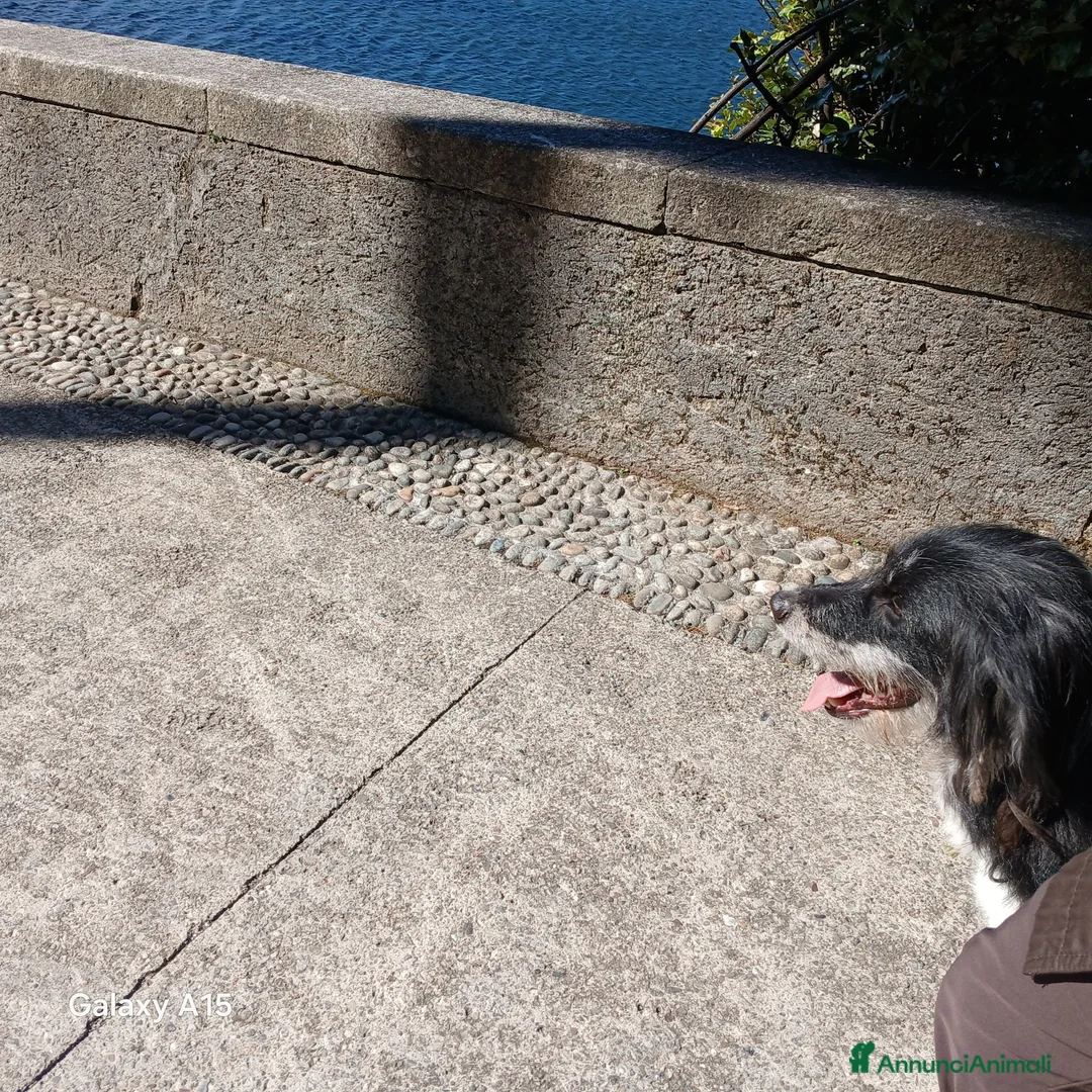 Meticcio cani in vendita: cuccioli pastore della lessinia - Annuncio 2