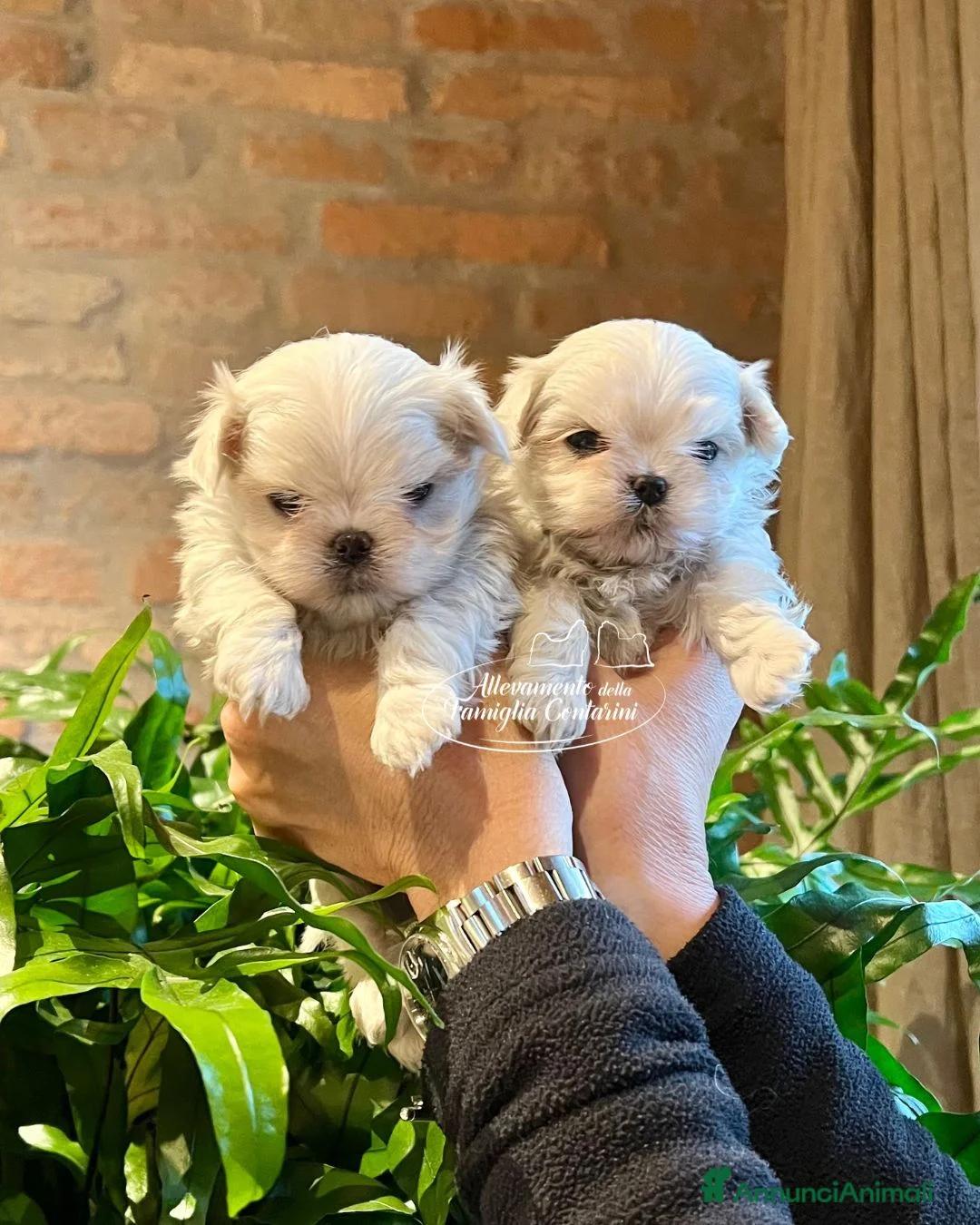 Maltese cani in vendita: MALTESI TOY CUCCIOLI a Città Metropolitana di Bologna - Annuncio 2
