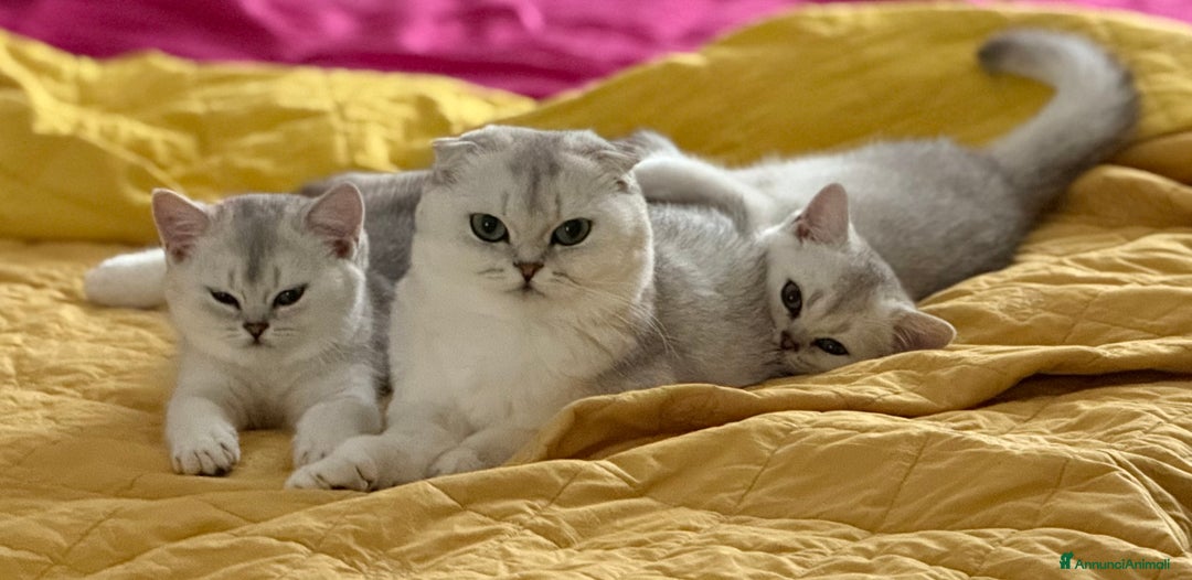 Scottish gatti in vendita: Scottish straight  - Annuncio 1