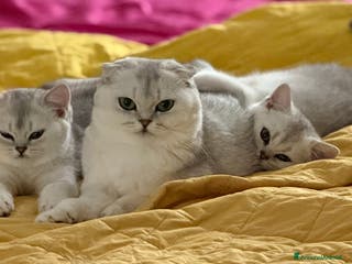 Scottish gatti Scottish straight - Annuncio 16