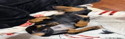 Bassotto cani in vendita: Bassotto nero focato  - Annuncio 3