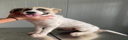 Meticcio cani in regalo: 🌟 SATURNO È IN CERCA DI UNA FAMIGLIA PER SEMPRE! - Annuncio 4