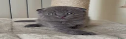 Scottish gatti in vendita: Scottish fold e straight  - Annuncio 38