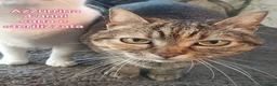 Europeo gatti in regalo: GATTINI BISOGNOSI: ADOZIONI URGENTI a Città Metropolitana di Bologna - Annuncio 12