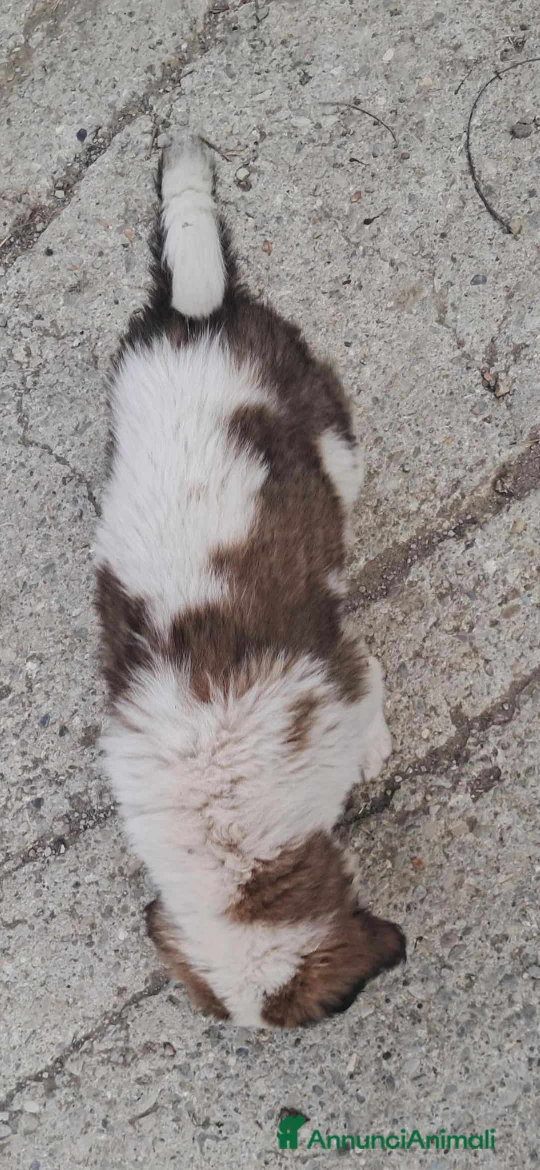San Bernardo cani in vendita: Cuccioli  di San Bernardo  - Annuncio 2