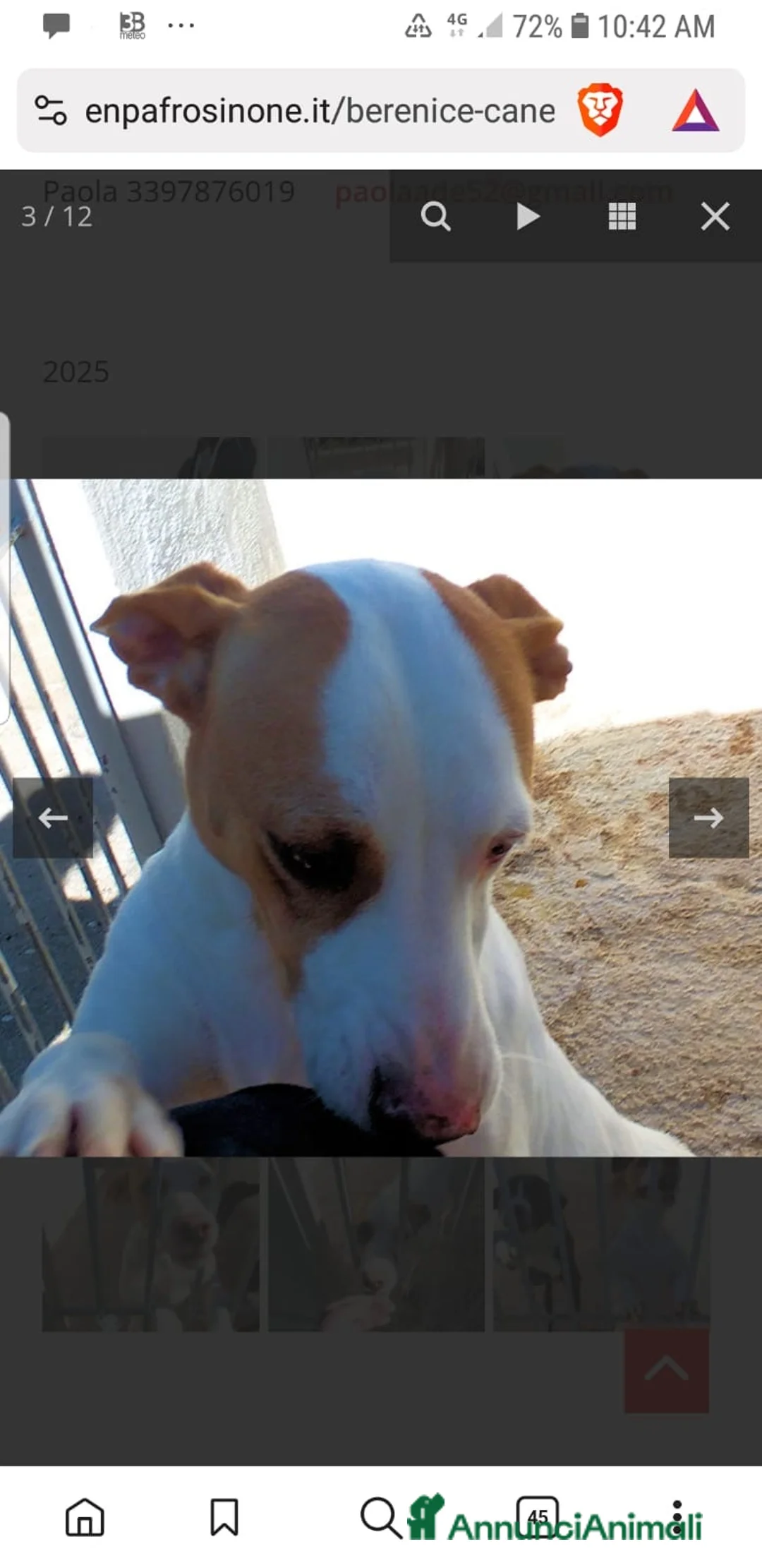 Segugio cani in regalo: ADOZDEL💔:altro scarto delcacciatore,amore di cane - Annuncio 9