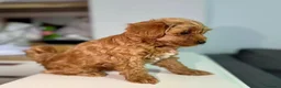 Maltipoo cani in vendita: Cuccioli di Maltipoo F1B a Città metropolitana di Milano - Annuncio 19