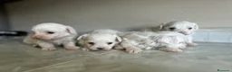 Maltese cani in vendita: Vendo maltesi - Annuncio 18
