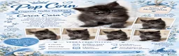 Maine Coon gatti in vendita: Cucciolo Maine Coon pedigree ANFI - Annuncio 4
