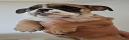 Bulldog cani in vendita: Cuccioli Bulldog Inglese  - Annuncio 4