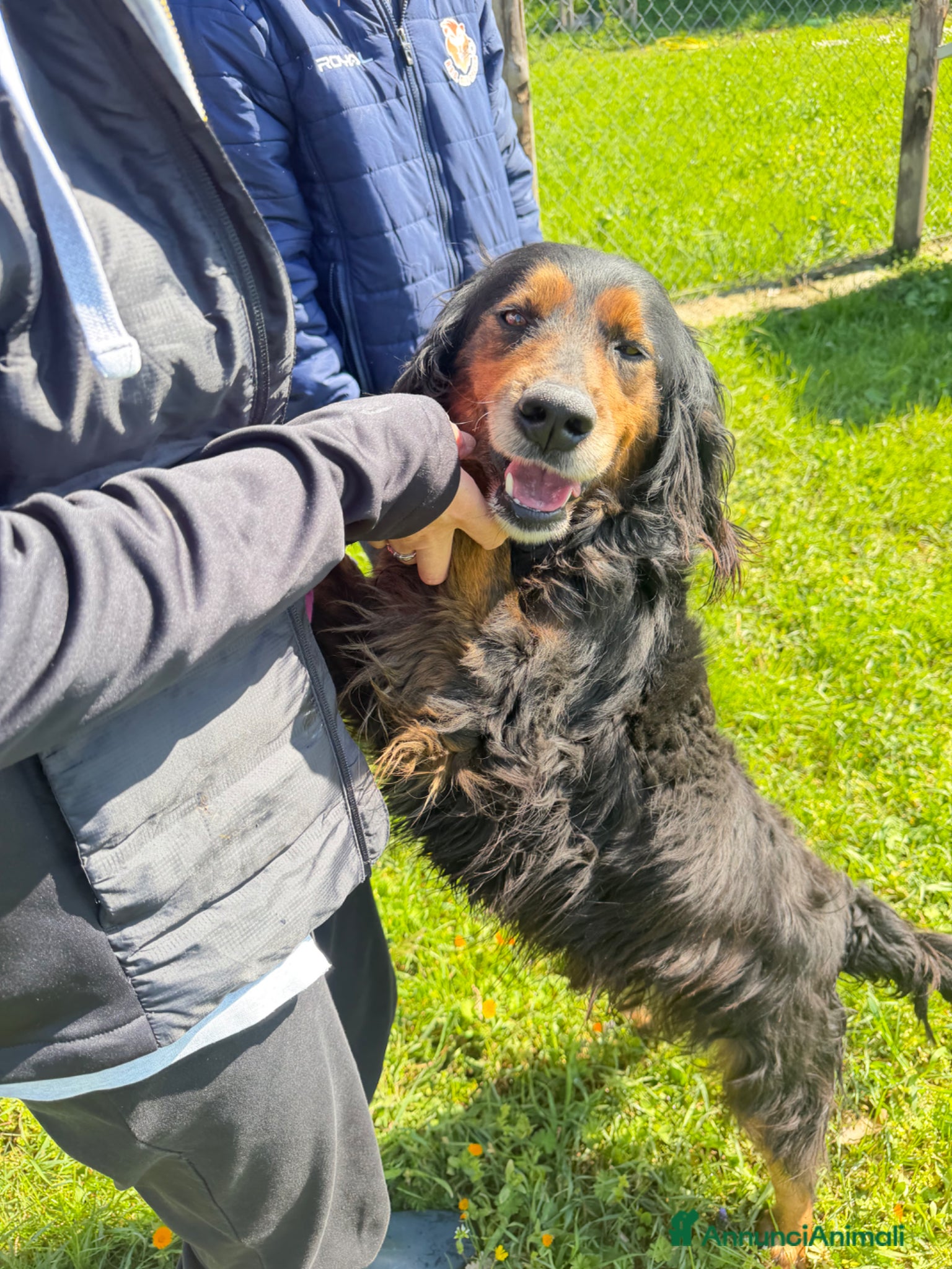 Meticcio cani Victor - Annuncio 35