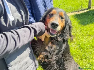 Meticcio cani Victor - Annuncio 35