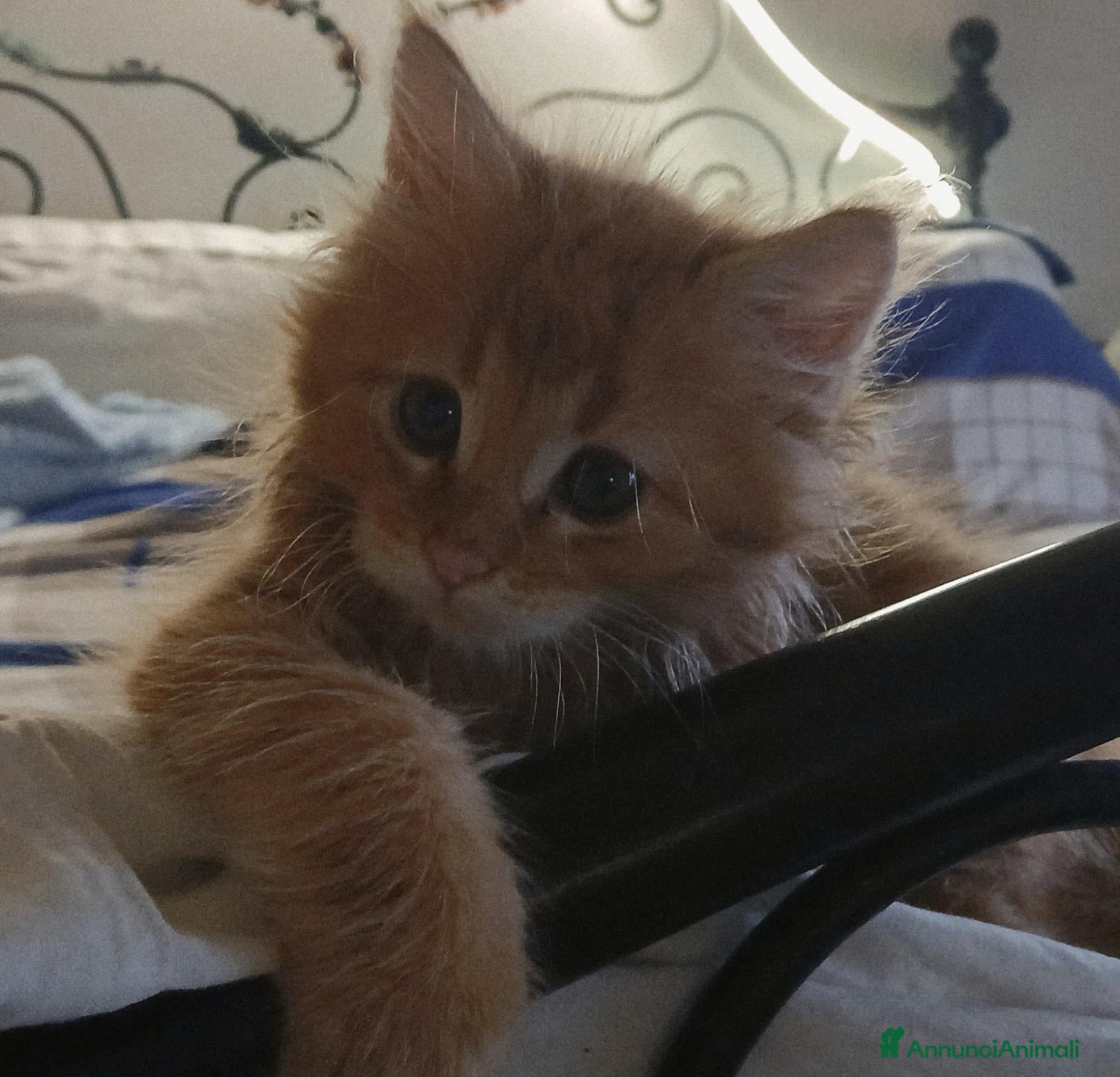 Maine Coon gatti Cuccioli di maine coon - Annuncio 9