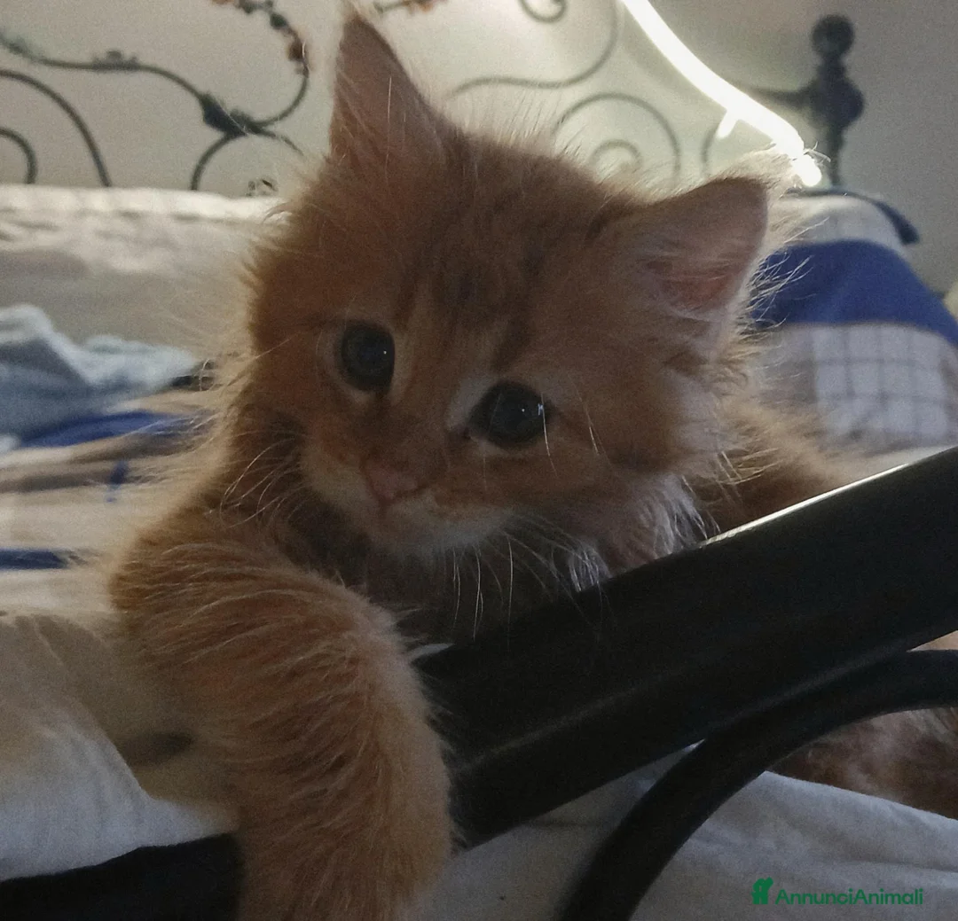 Maine Coon gatti in vendita: Cuccioli di maine coon - Annuncio 1