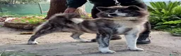 Akita Inu cani in vendita: AKITA a Città metropolitana di Messina - Annuncio 7