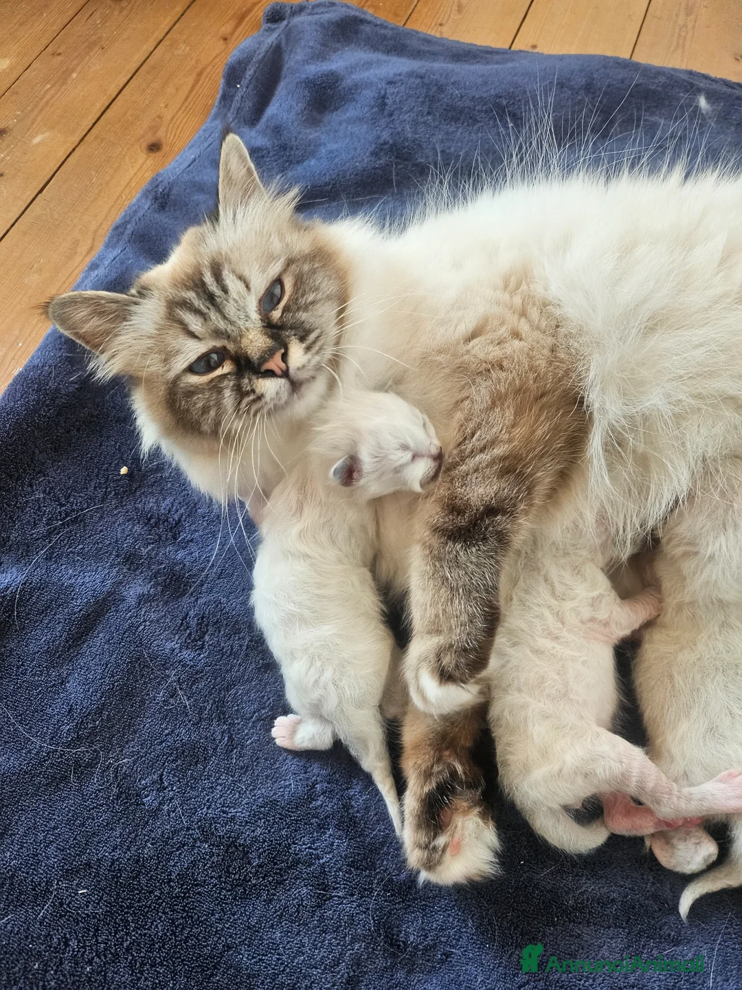 Sacro di Birmania gatti in vendita: Cuccioli Sacro di Birmania disponibili  - Annuncio 1