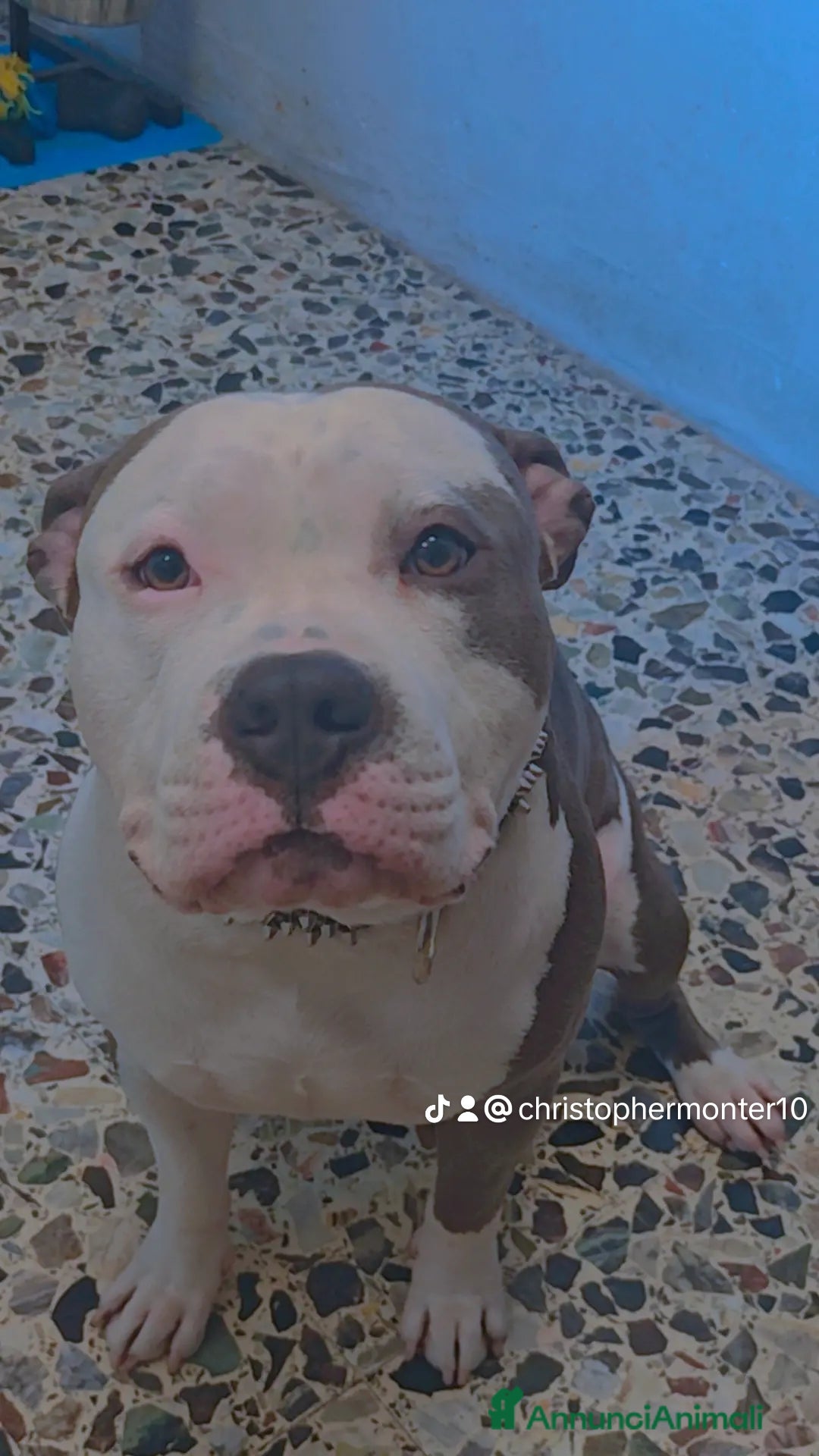 Pitbull cani per accoppiamento: Monta - Annuncio 14