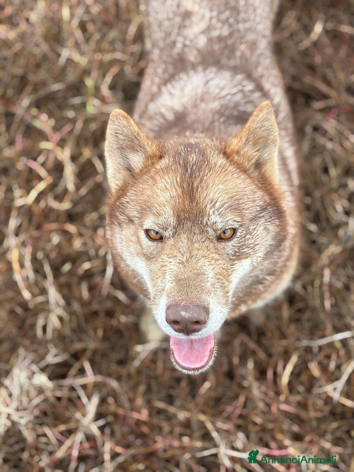 Husky cani Cucciola Siberian husky agouti red occhio azzurro  - Annuncio 1