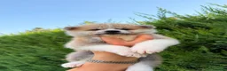 Akita Inu cani in vendita: Cuccioli di Akita Inu  - Annuncio 4